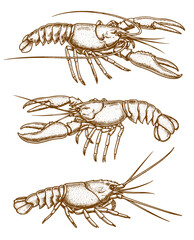 Lobster sea animal engraving vector illustration. Ink sketch of lobster.