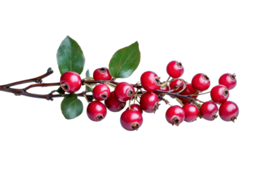 red berries branch isolated on black