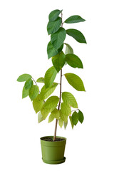 Young Cherimoya plant - Peruvian flavescence in a pot on a white isolated background. Fruit bush for growing in garden or orchard, decorative potted plant.