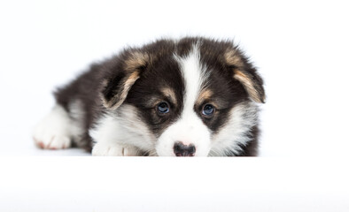 sad welsh corgi puppy lying on white background