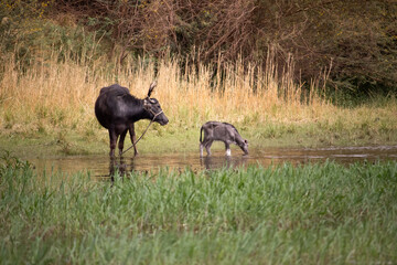 Domestic water buffalo with calf near river Nile in Aswan, Egypt