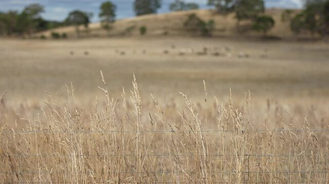 livestock in a meadow, sustainable carbon neutral farming being practiced. regenerative raised cows in a field. agricultural technology innovation.	
