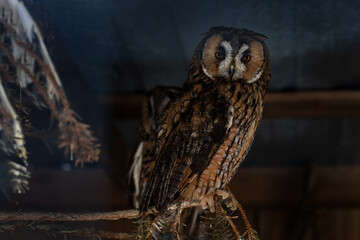 Long-eared owl on a branch on a dark background