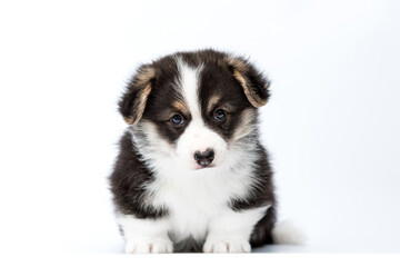 portrait puppy welsh corgi sits full length on white background