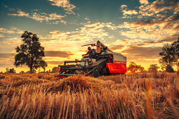 A combine harvester machine is in working in a growth field of crop ripening while the sun sets,...