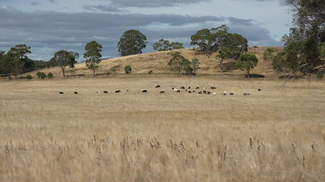 livestock in a meadow, sustainable carbon neutral farming being practiced. regenerative raised cows in a field. agricultural technology innovation.	
