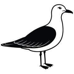Booby