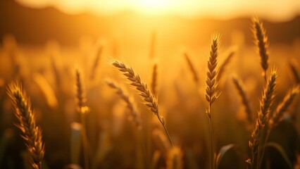 Fototapeta premium A golden wheat field glows in the warm sunlight, showcasing vibrant ears of grain against a serene backdrop.
