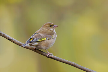 European Greenfinch