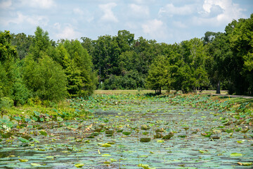 Brazos Bend State Park in Texas