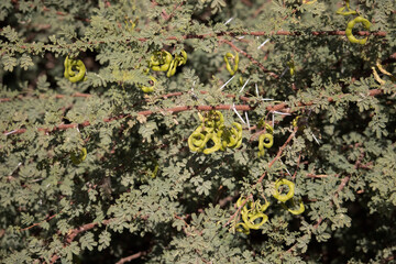  Acacia tree species in the Nile Valley in Aswan, Egypt