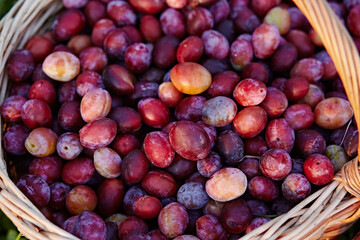 Plums, close-up