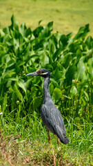 Yellow-crowned night heron at Brazos Bend State Park, Texas