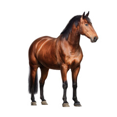 Obraz premium A strong, majestic brown horse stands confidently, showcasing its muscular build and shiny coat.