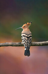 Eurasian hoopoe