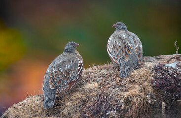  Echoes of the Snow Partridge