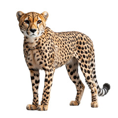 Portrait of an adult cheetah in full-body view, looking directly into the camera. Isolated on a transparent background