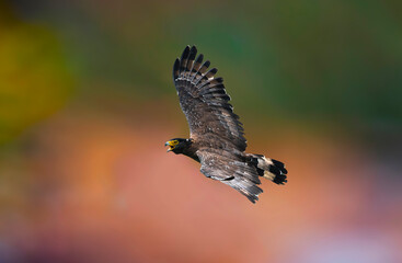 In the Heights The Crested Serpent Eagle's Silent Watch
