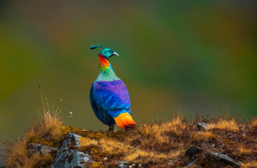 Himalayan Monal