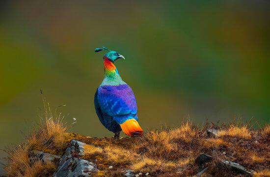 Himalayan Monal