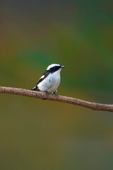 Small but Mighty The Little Pied Flycatcher’s Charm