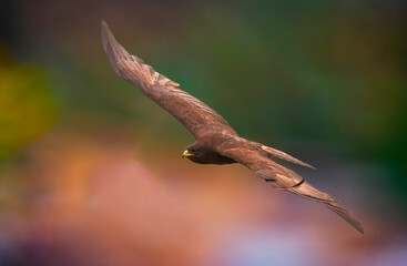 Fototapeta premium The Black Eagle Ruler of the High Cliffs