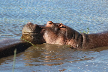 hippo