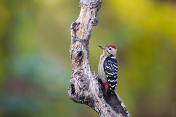 The Echo of the Fulvous-breasted Woodpecker