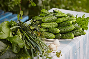 Group of fresh green cucumbers with parsley on a plate, close-up