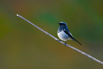 The Jewel of the Peaks A Glimpse of the Blue-capped Redstart