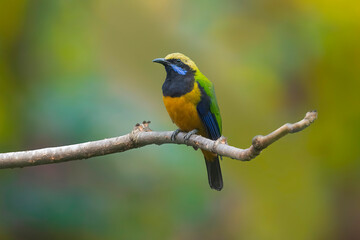 The Vibrant Song of the Orange-bellied Leafbird
