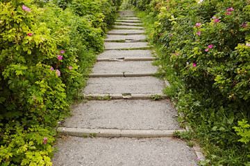 Path steps  asphalt  ornamental bushes