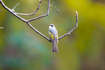 Wings of the Ashy Bulbul