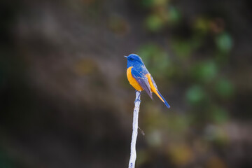 The Blue-fronted Redstart