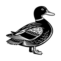 duck on white background