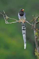  The Red-billed Blue Magpie A Vibrant Jewel of the Wild