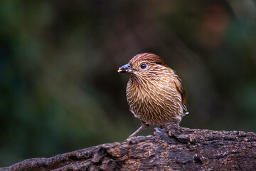 The Striated Laughingthrush A Joyful Melody in the Hills