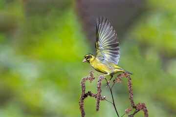 The Yellow-breasted Greenfinch A Burst of Color in Nature