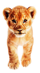 Obraz premium Realistic Photo of A Cute Lion Cub Isolated on Transparent Background