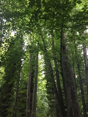 Fototapeta premium Forest trees stand tall in abundance