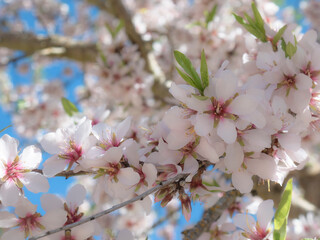 Macro view of a white flower with pink highlights growing on the branch of an almond tree (Prunus Dulcis) in early spring alongside more beautiful flowers to generate the almond fruit