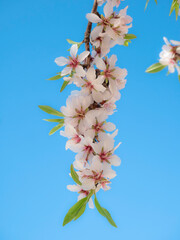 Branch full of white flowers with pink touches of a white almond tree (Prunus Dulcis) in early spring to give way to the almond fruits on a sunny day with a beautiful blue sky in the background