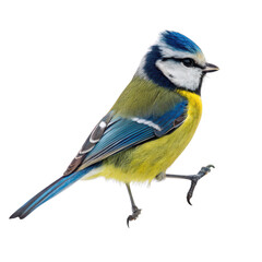Fototapeta premium Blue tit bird png songbird png small bird png transparent background image