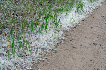 White poplar fluff on earth close-up. Cottonwood tree seeds in green grass. Populus release oxygen...