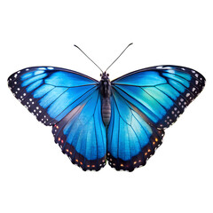 Fototapeta premium A vibrant blue morpho butterfly, a symbol of transformation and freedom, showcased against a pure white background with exquisite detail.
