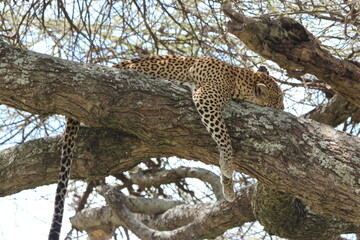 leopard