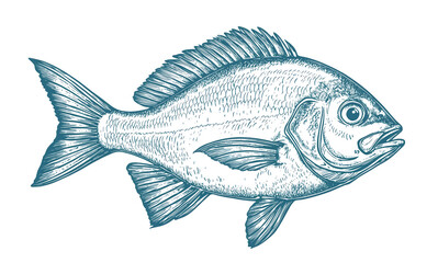 Fish sketch dorado gilt-head bream. Vintage retro print, black white gilt-head bream fish sketch ink pencil style drawing, linear drawing, engrave old school. Sketch artwork dorado fish. Illustration