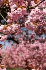 Fototapeta premium Pink cherry blossom flowers bloom in vibrant clusters against a soft, sunny background. Great for spring visuals, floral prints, seasonal advertising, and elegant botanical designs
