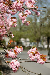 Cherry blossom flowers bloom delicately on a tree branch under soft spring sunlight. Perfect for seasonal nature projects, floral backgrounds, greeting cards, and botanical themes