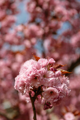 A close-up view of blooming cherry blossoms in soft pink tones with a blurred floral background. Perfect for spring designs, romantic visuals, nature prints, and wellness projects